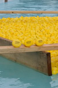 hundreds rubber ducks in the pool for the rubber duck race