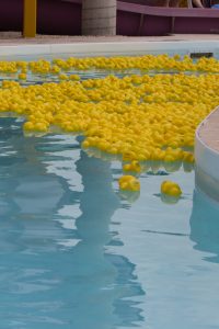 hundreds rubber ducks in the pool for the rubber duck race